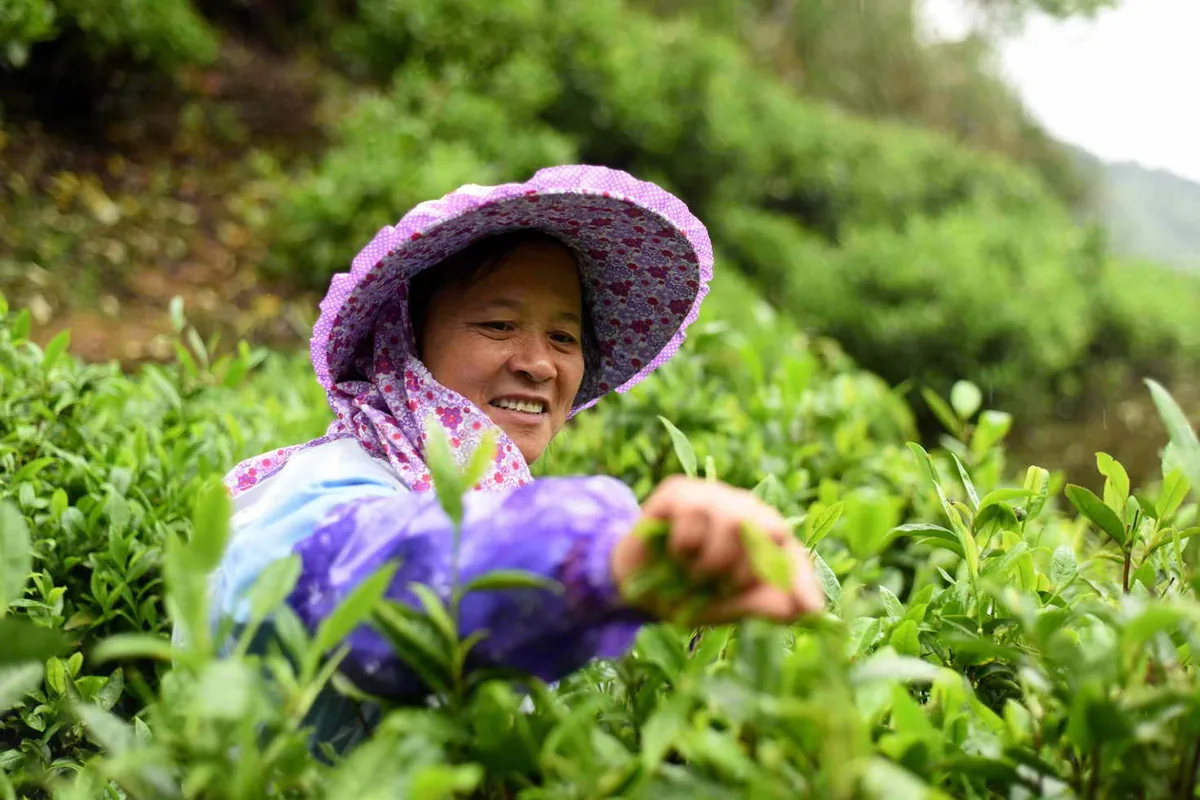 Tea picker in Shaoguan tea garden