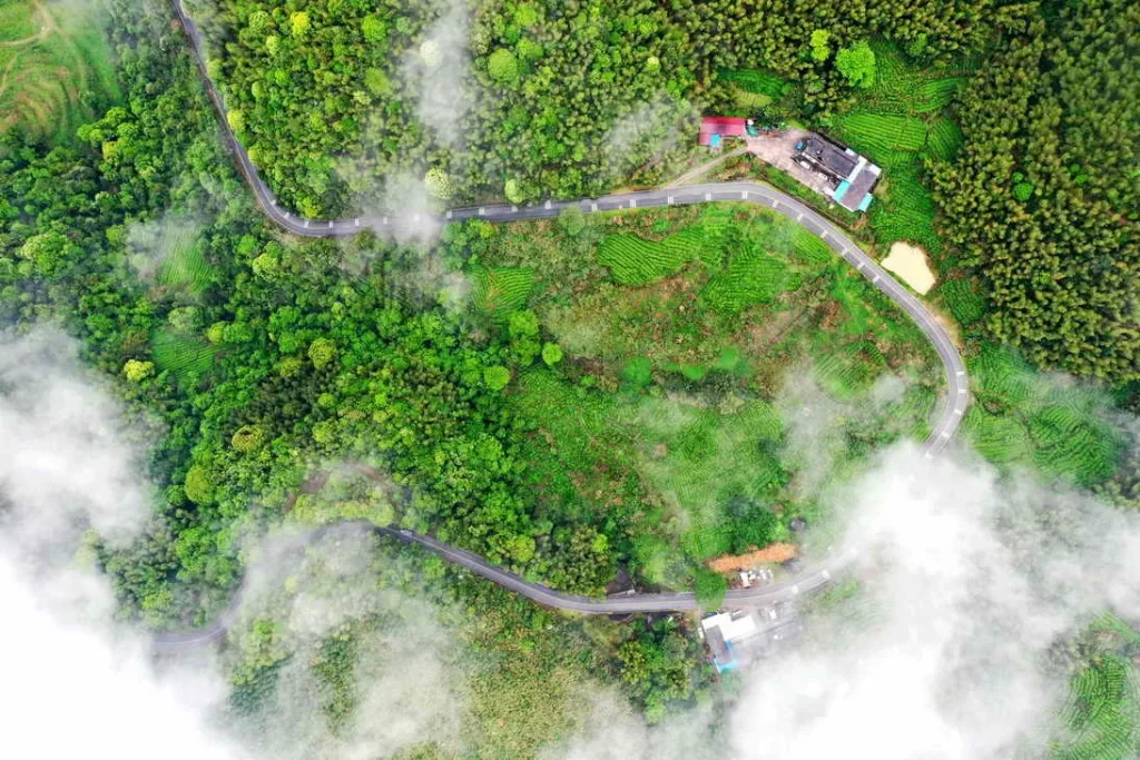 Mountain tea plantation in Shixing County, Shaoguan, where Shiqian (Ten Coin) tea is cultivated on misty hillsides