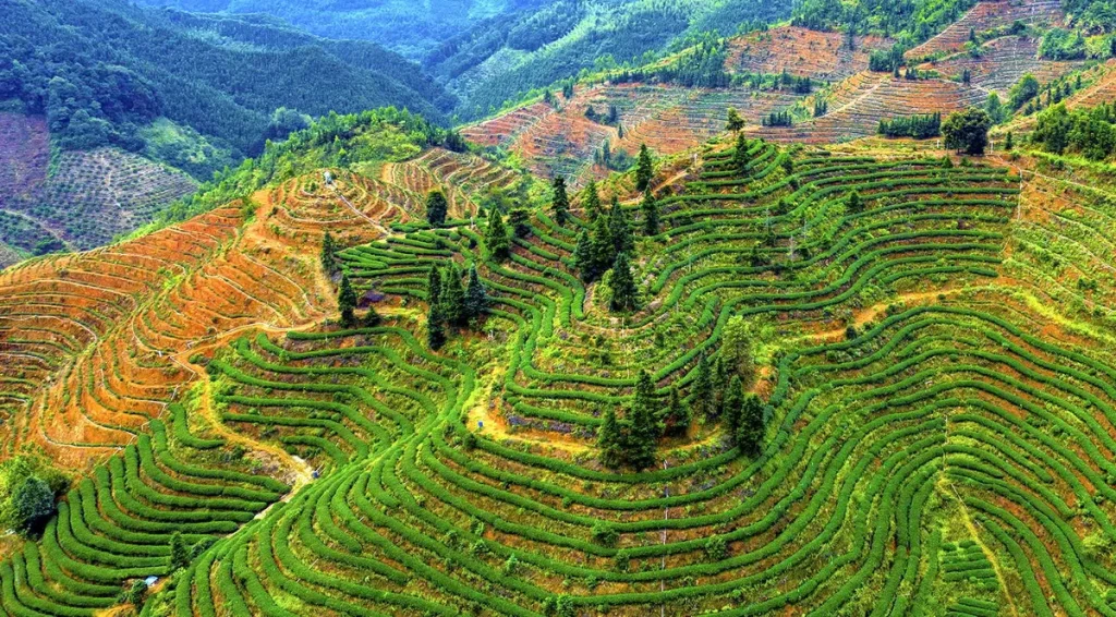 Panoramic view of Shixing tea plantation in Shaoguan, with rows of tea bushes climbing the mountain slopes