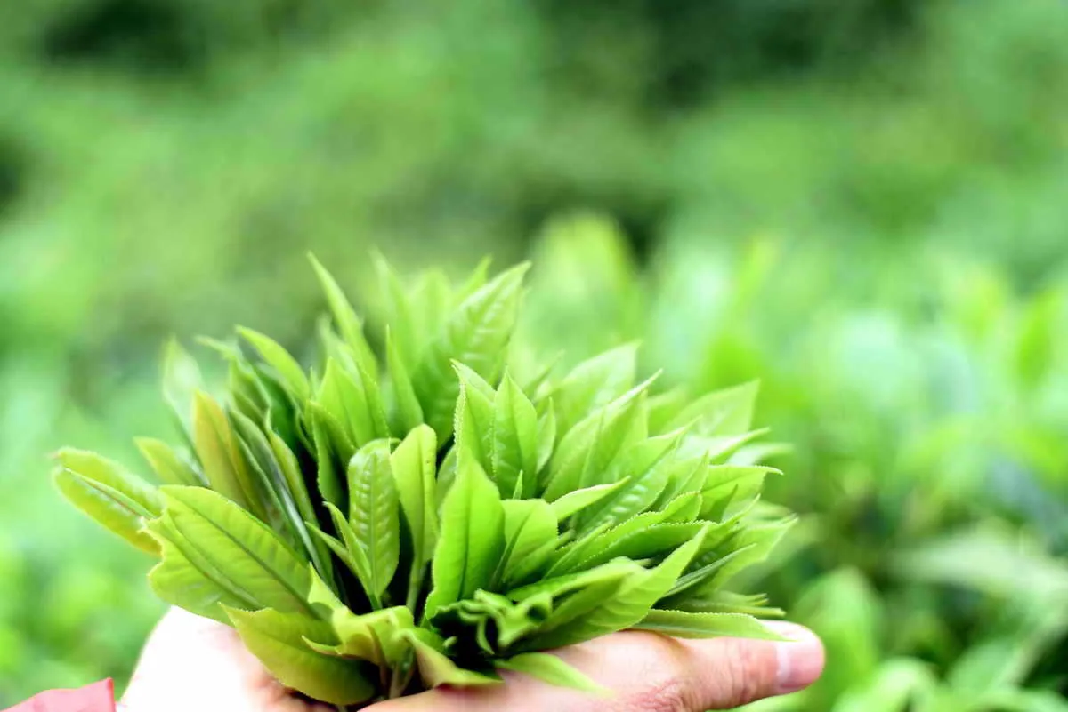 Freshly picked tea leaves from ancient trees in Shaoguan's Luokeng highlands