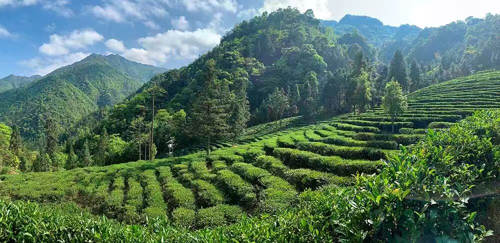 Misty mountain tea landscape of Shaoguan — the natural terroir that gives Luokeng black tea its unique almond aroma