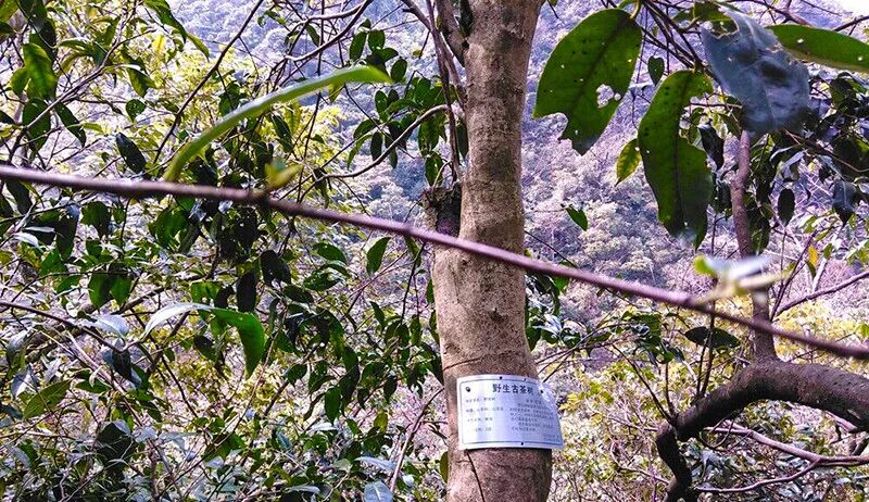 Ancient tea forest of Chuandiding