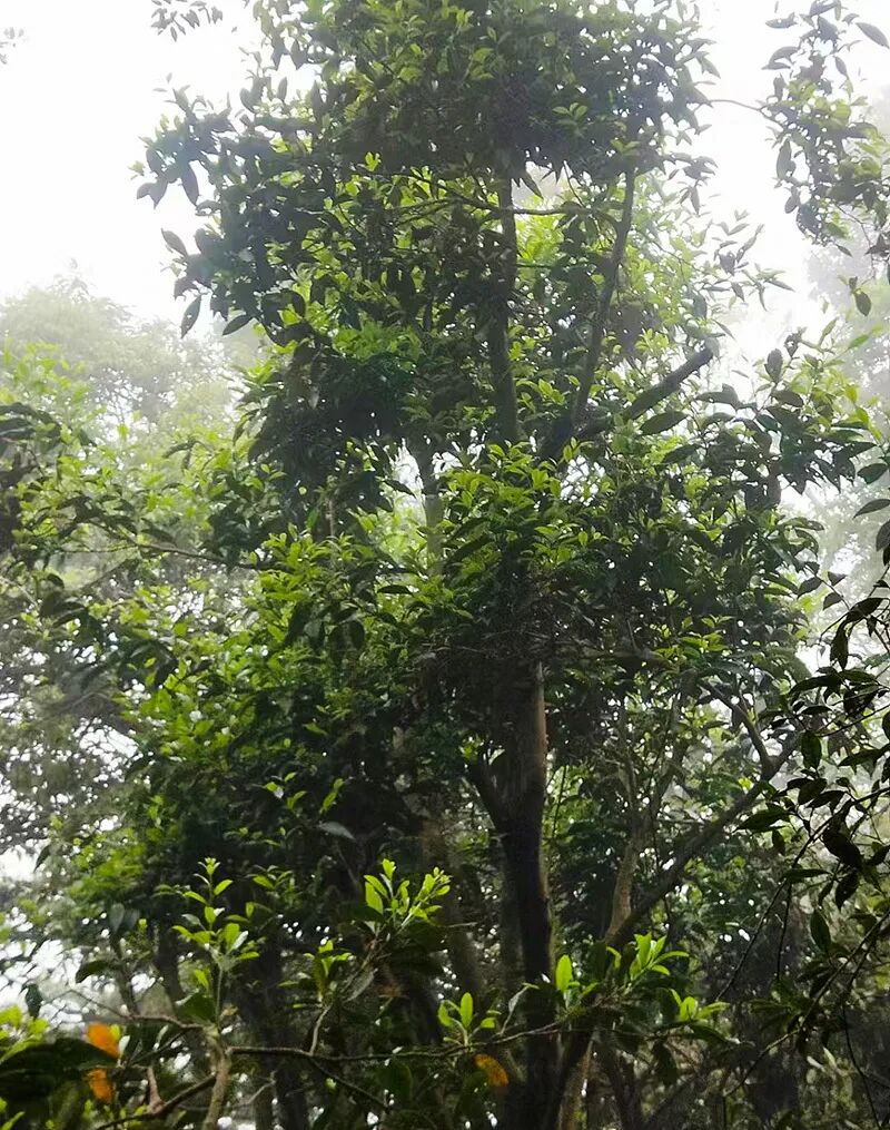 Misty mountain forest in Luokeng Nature Reserve with wild ancient tea trees growing on steep slopes