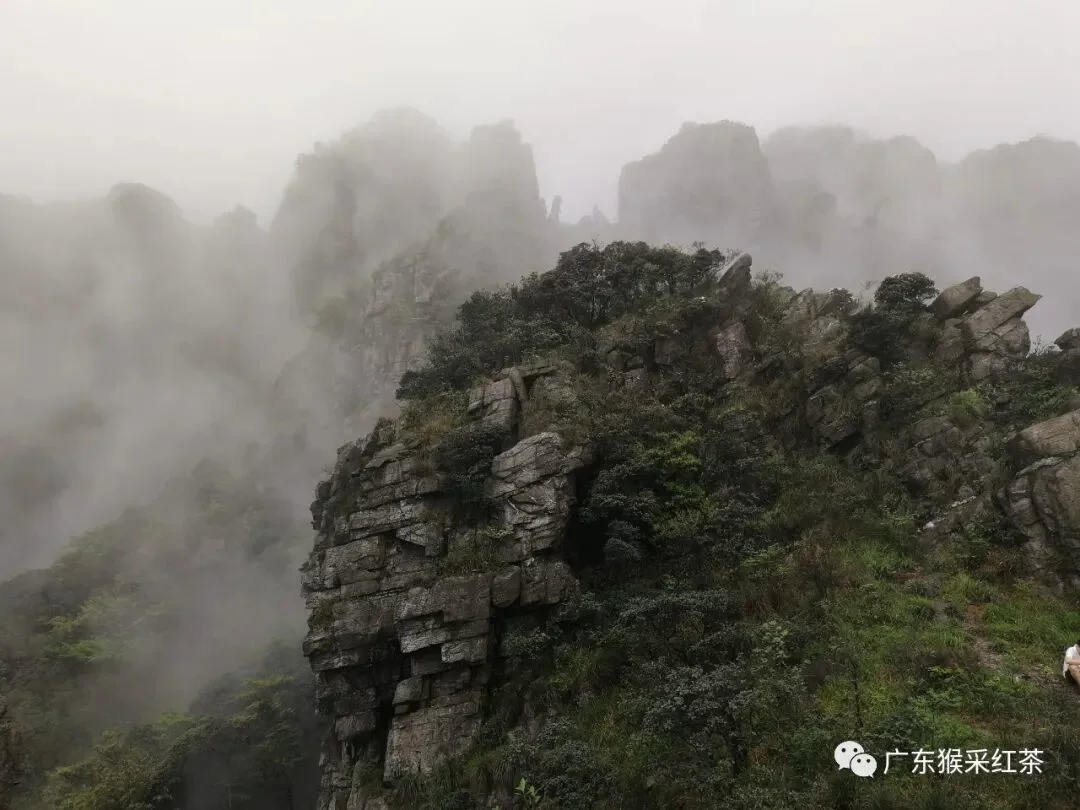 Mist-shrouded tea mountains of the Renhua region