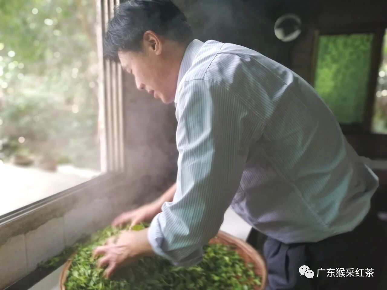 Hand-rolling Monkey-Picked Red tea leaves in a bamboo tray