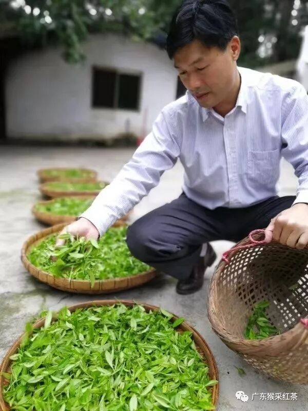 Freshly picked tea leaves being spread onto bamboo trays for withering