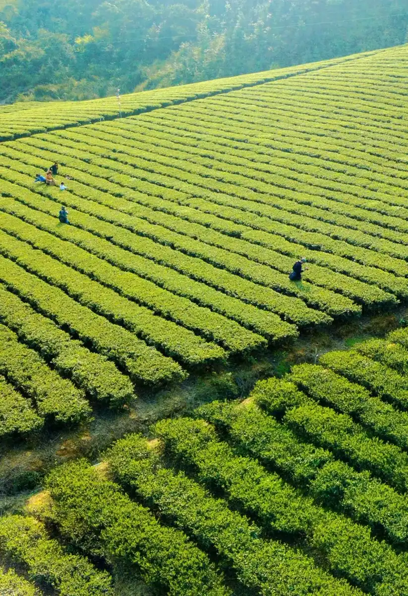 Aerial drone view of a Shaoguan tea garden, terraced hillsides in the Nanling mountains
