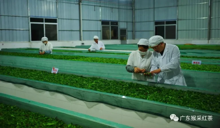 Workers inspecting tea leaves on the production line.