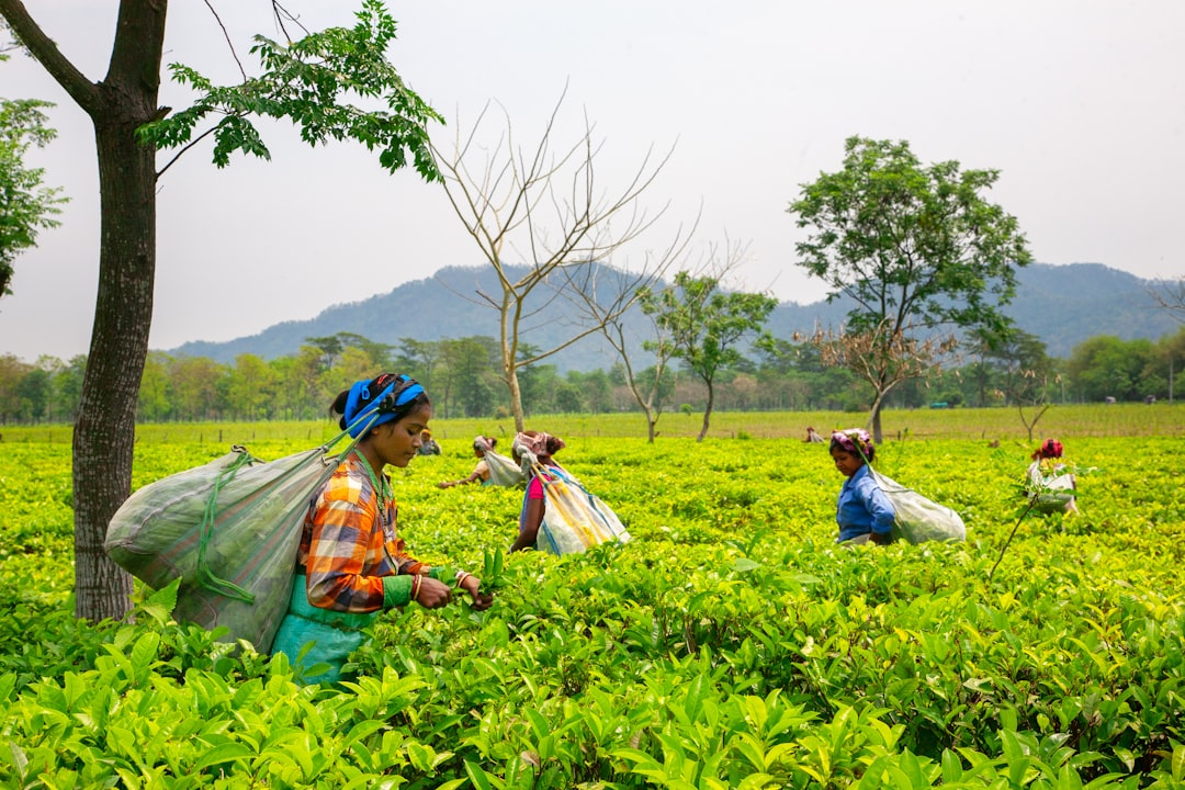 Tea farmers harvesting fresh tea leaves in a mountain plantation in China