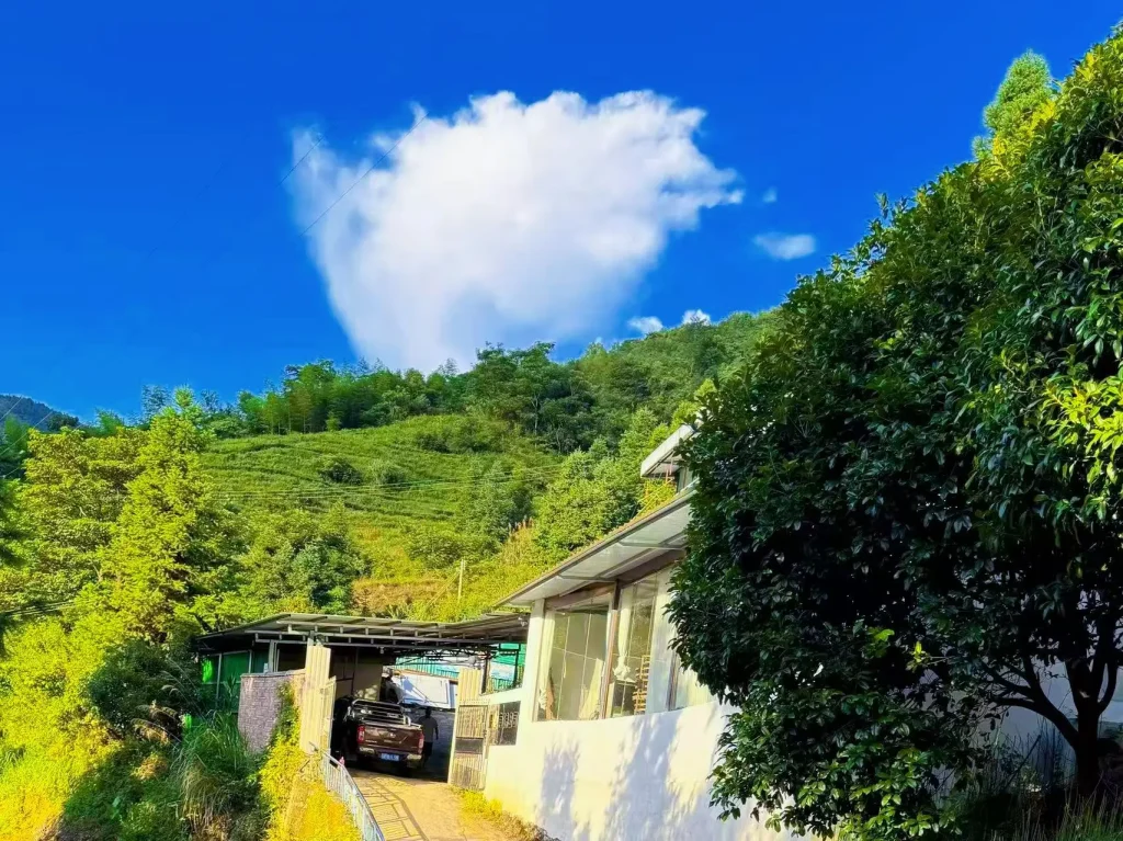 Three Rivers Sankashui tea plantation in Shixing County, Shaoguan — green tea fields at 400-800m elevation