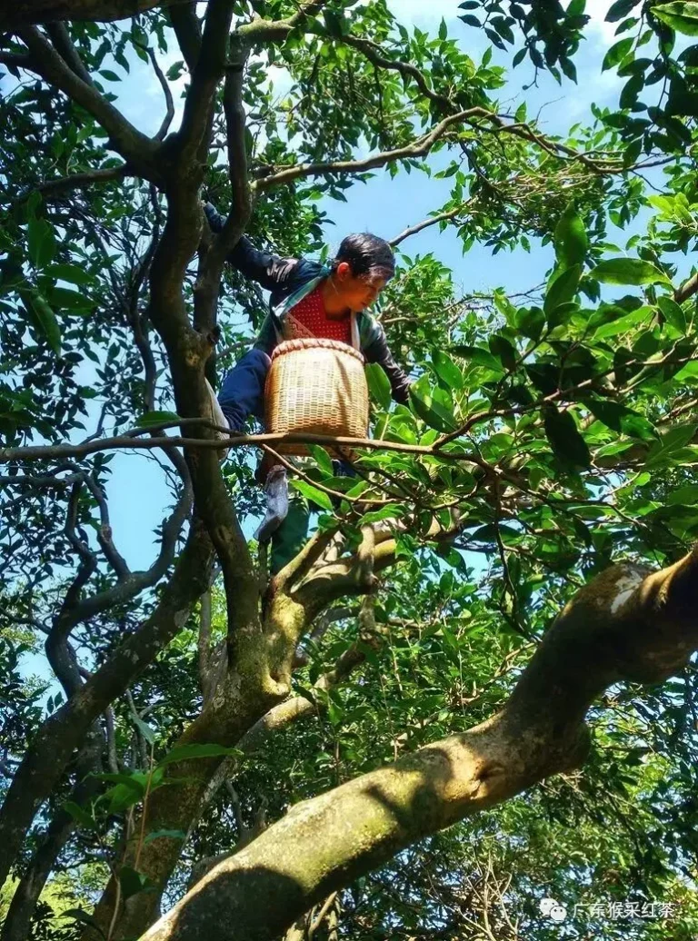Harvesting wild old-tree tea leaves in the Luokeng forest.