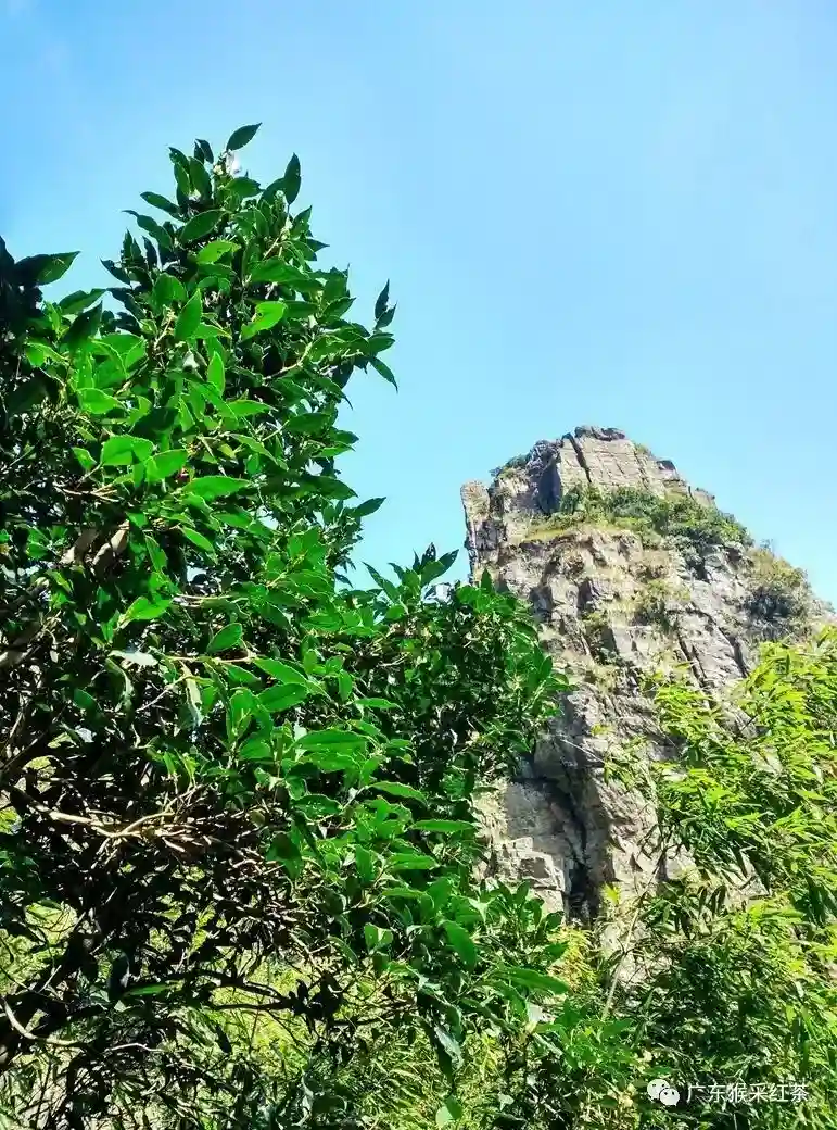 Wild ancient tea trees growing on cliffs in Luokeng Nature Reserve