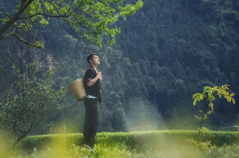Wu Wenhua standing in Luokeng tea garden with bamboo basket, looking toward the mountains