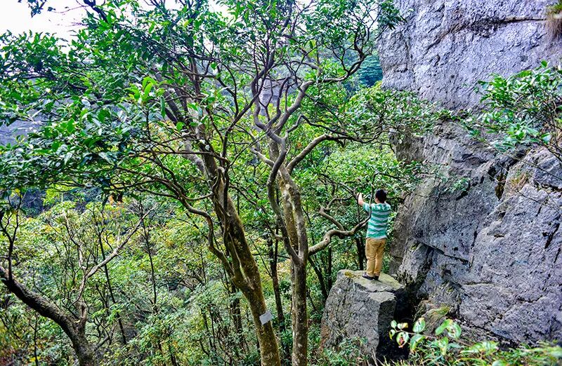 A Yao tea picker standing on a rocky outcrop reaching up to harvest leaves from a wild ancient tea tree