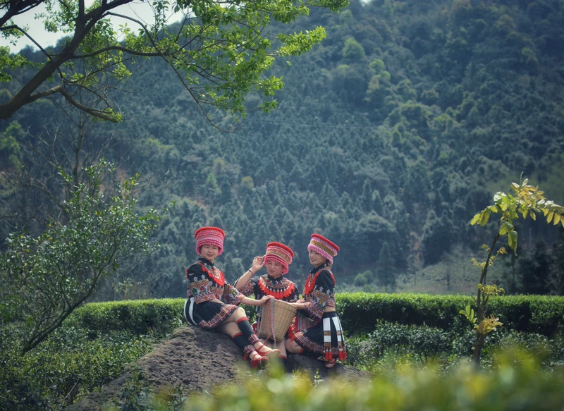 Three Yao women in traditional dress sitting in a Luokeng tea garden with bamboo baskets