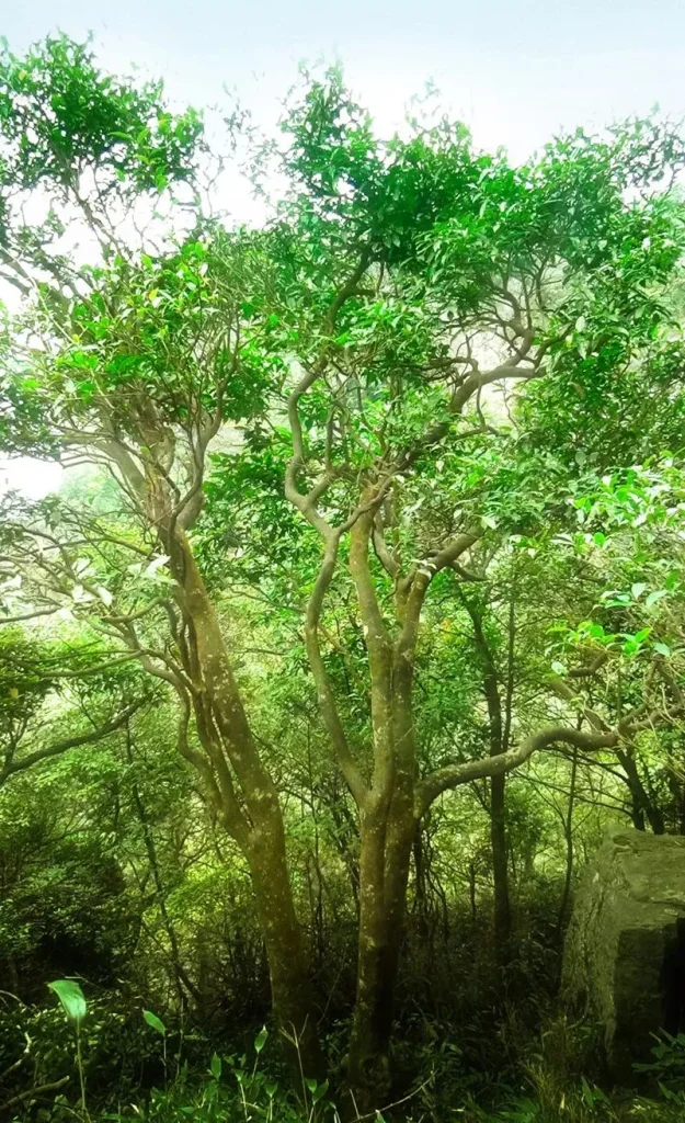 A lush wild ancient tea tree in Shaoguan, showcasing the region's natural heritage and tea culture.